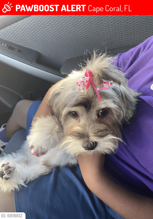 Lost Female Dog in Cape Coral, FL 33904 Named Khole (ID 6819812