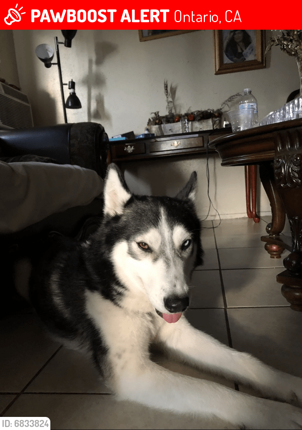 Lost Male Dog in Ontario, CA 91764 Named Buster (ID 6833824) PawBoost
