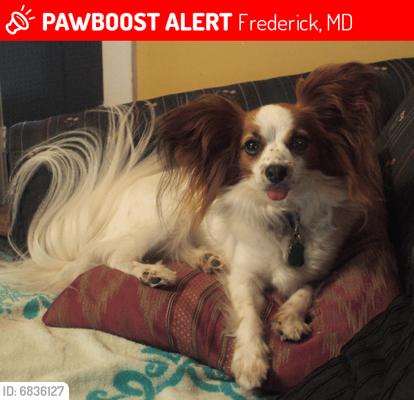 Lost Female Dog in Frederick, MD 21701 Named Lizzy (ID 6836127) PawBoost
