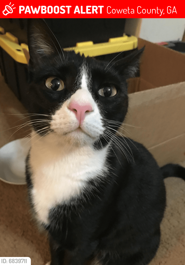 Lost Male Cat in Coweta County, GA 30276 Named Bobby (ID 6839711