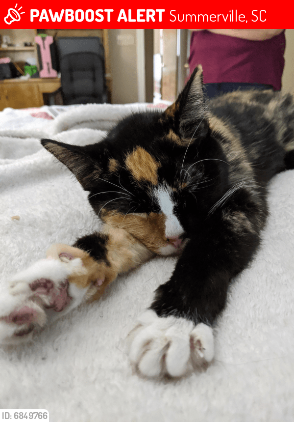Lost Female Cat in Summerville, SC 29485 Named Angel (ID 6849766
