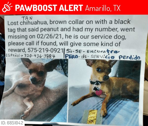 Lost Male Dog in Amarillo, TX 79106 Named Peanuts (ID