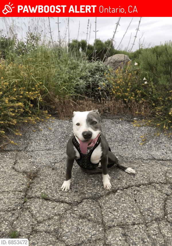 Lost Female Dog in Ontario, CA 91764 Named Bella (ID 6853472) PawBoost