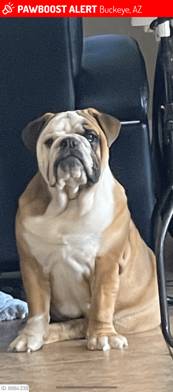 Lost Male Dog in Buckeye, AZ 85236 Named Lucifer (ID 6864338) PawBoost