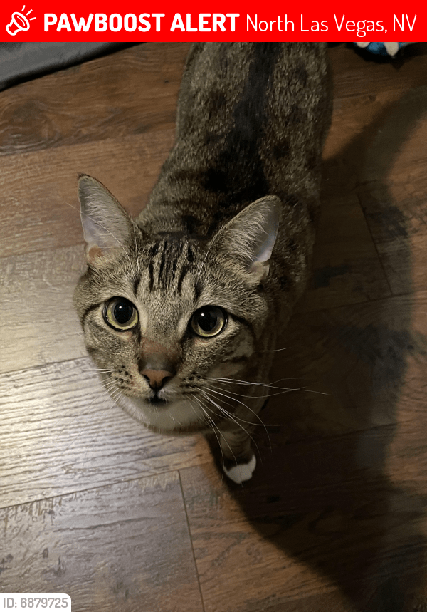 Lost Male Cat in North Las Vegas, NV 89031 Named Puppy (ID