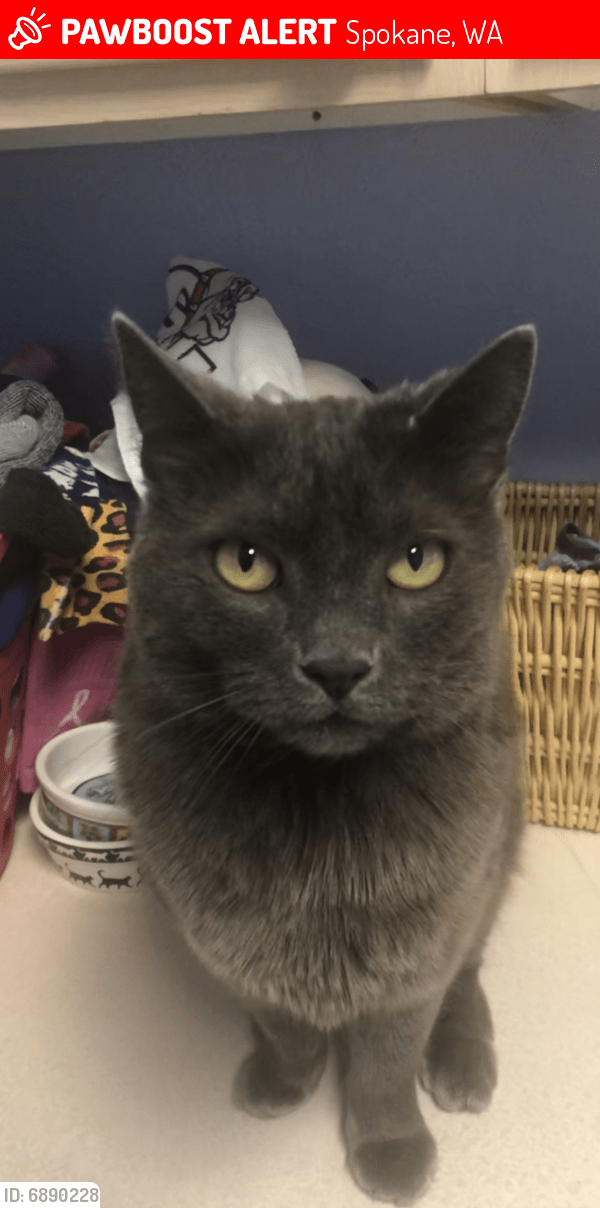 Lost Female Cat in Spokane, WA 99223 Named Smokey (ID 6890228) PawBoost