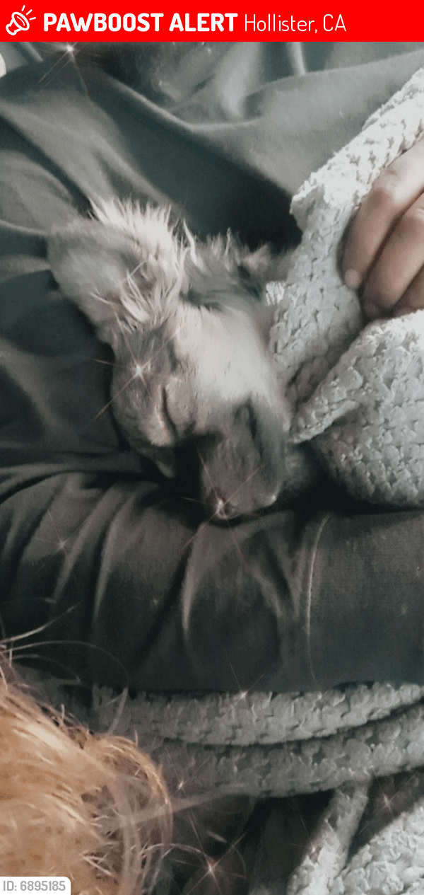 Lost Female Dog in Hollister, CA 95023 Named Lucky Lady (ID 6895185