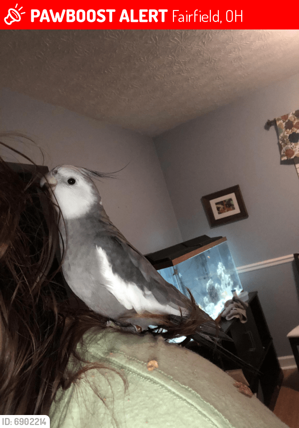 Lost Female Bird in Fairfield, OH 45014 Named Rae (ID 6902214) PawBoost