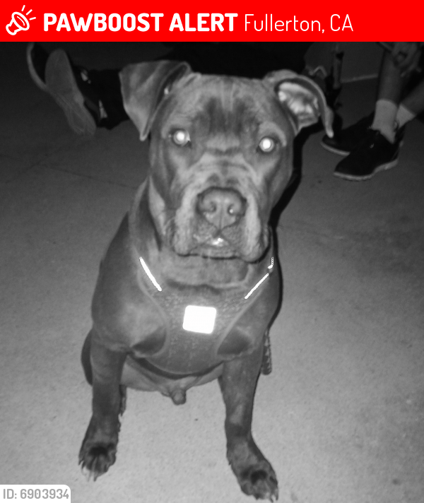 Lost Male Dog in Fullerton, CA 92832 Named Bubba Barr (ID 6903934) PawBoost