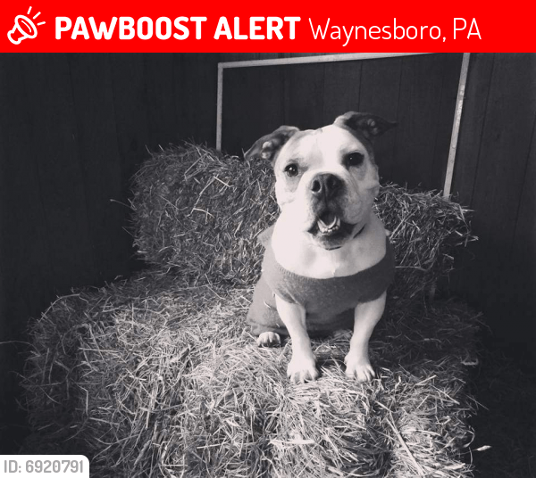 Lost Male Dog in Waynesboro, PA 17268 Named Sir Winston