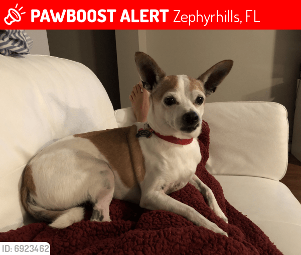 Lost Male Dog in Zephyrhills, FL 33543 Named Yoda (ID 6923462) PawBoost