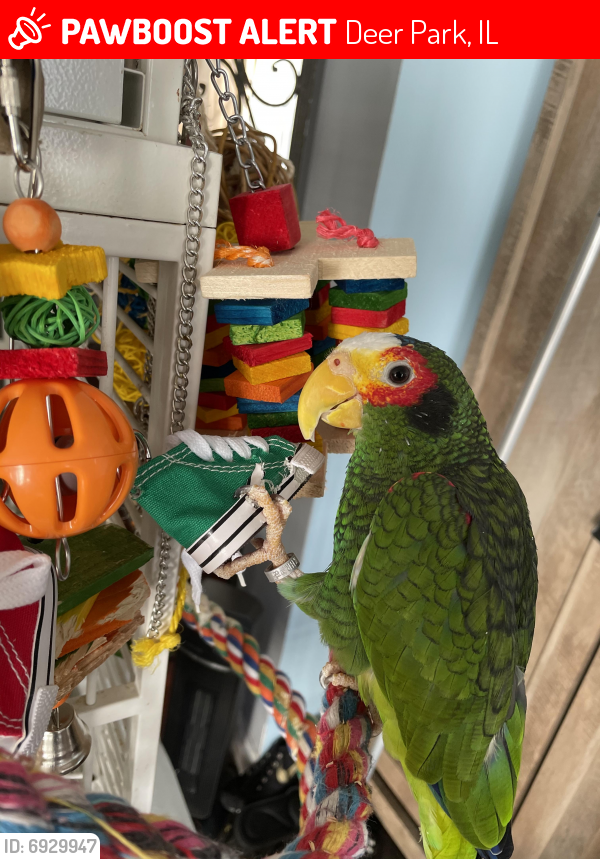 Lost Male Bird in Deer Park, IL 60047 Named Pickles (ID 6929947