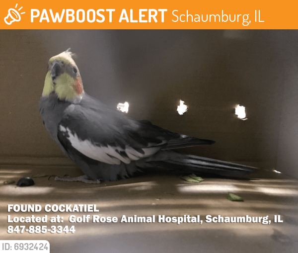 Found/Stray Bird in Schaumburg, IL 60168 (ID 6932424