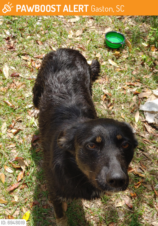 Surrendered Female Dog in Gaston, SC 29053 (ID 6948019