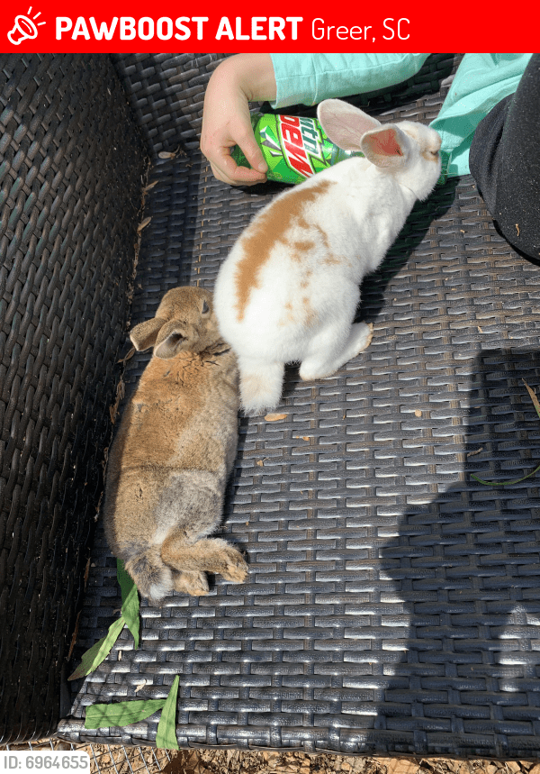 Lost Female Rabbit in Greer, SC 29651 Named Peter Violet (ID 6964655