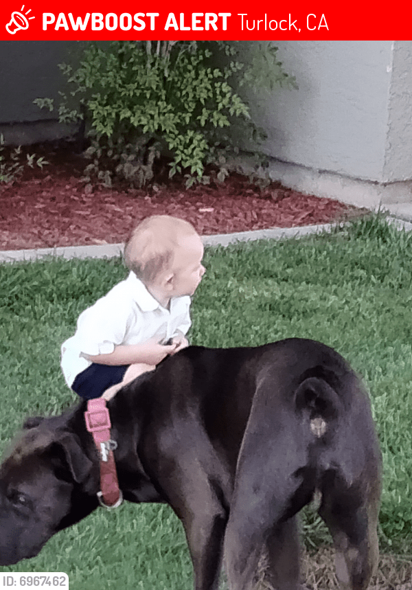 Lost Male Dog in Turlock, CA 95380 Named Bear (ID 6967462