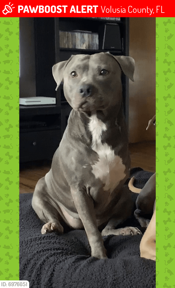 Lost Female Dog in Volusia County, FL 32763 Named Trinity (ID 6976051
