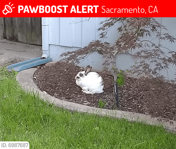 Lost Rabbit in Sacramento, CA 95821 Named Stray rabbit (ID 6987687