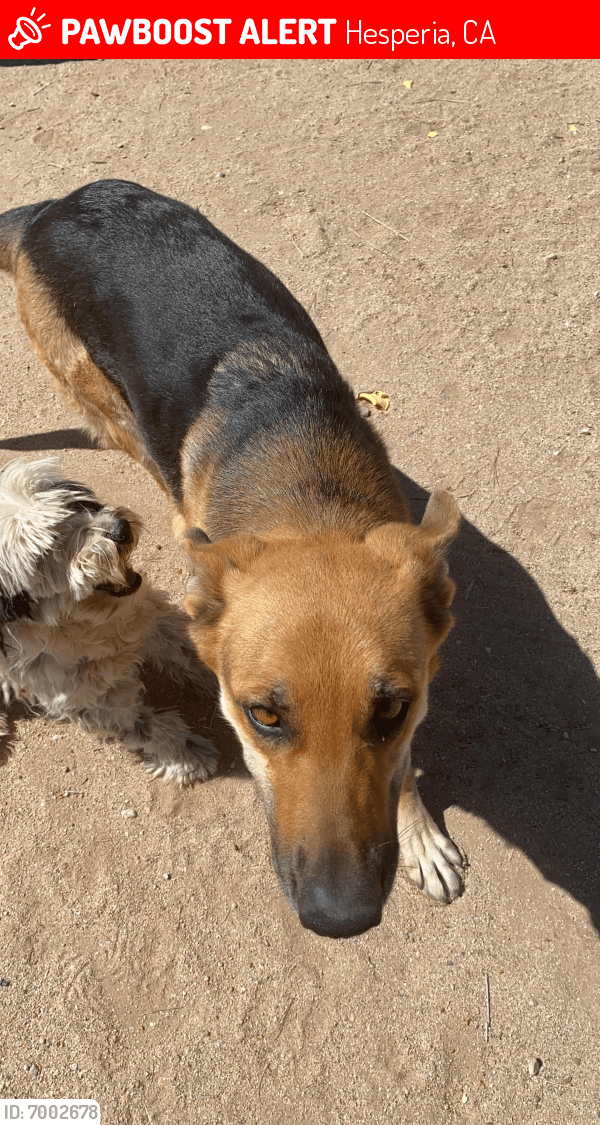 Lost Female Dog in Hesperia, CA 92345 Named Daisy (ID