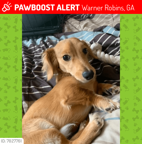 Lost Male Dog in Warner Robins, GA 31093 Named Sir (ID 7027761) PawBoost