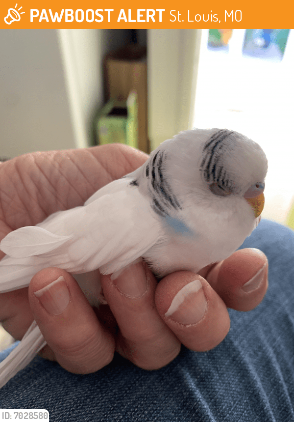 Found/Stray Bird in St. Louis, MO 63123 (ID 7028580) PawBoost