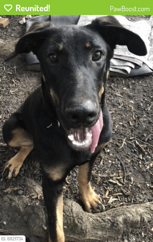 Reunited Male Dog in Riverdale Park, MD 20737 (ID 6821734