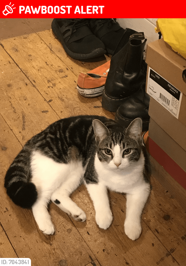 Lost Female Cat in Greater London, England E17 Named Suzie (ID 7043841