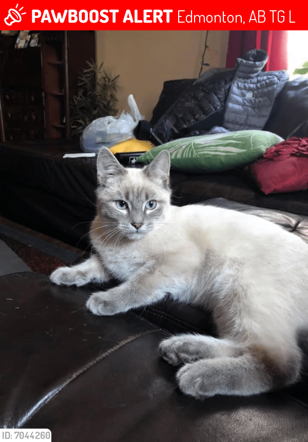 Lost Male Cat in Edmonton, AB T5G 2L7 Named Thor (ID 7044260) PawBoost