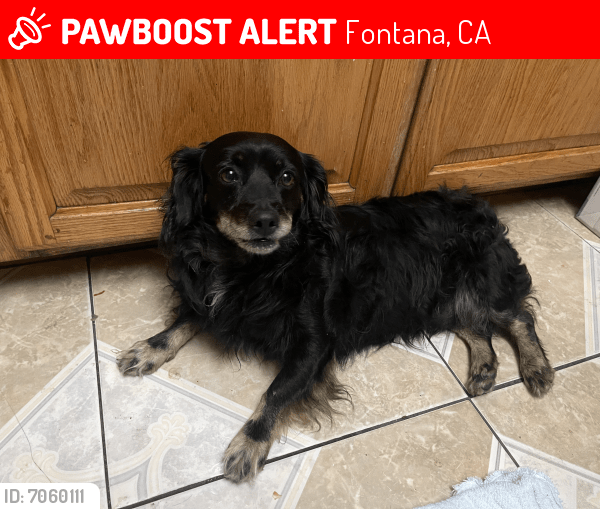 Lost Dog in Fontana, CA 92335 Named Unknown (ID 7060111) PawBoost