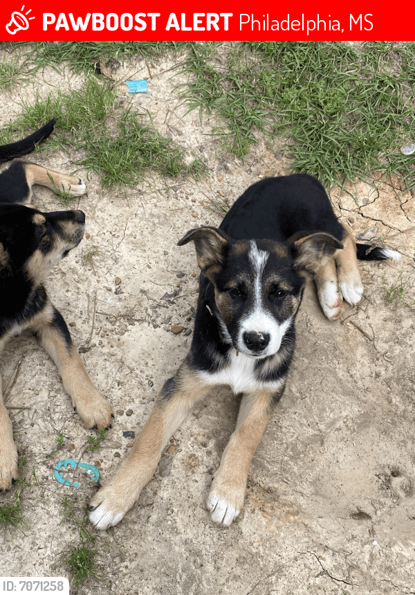 Lost Male Dog in Philadelphia, MS 39350 Named Mushu (ID 7071258