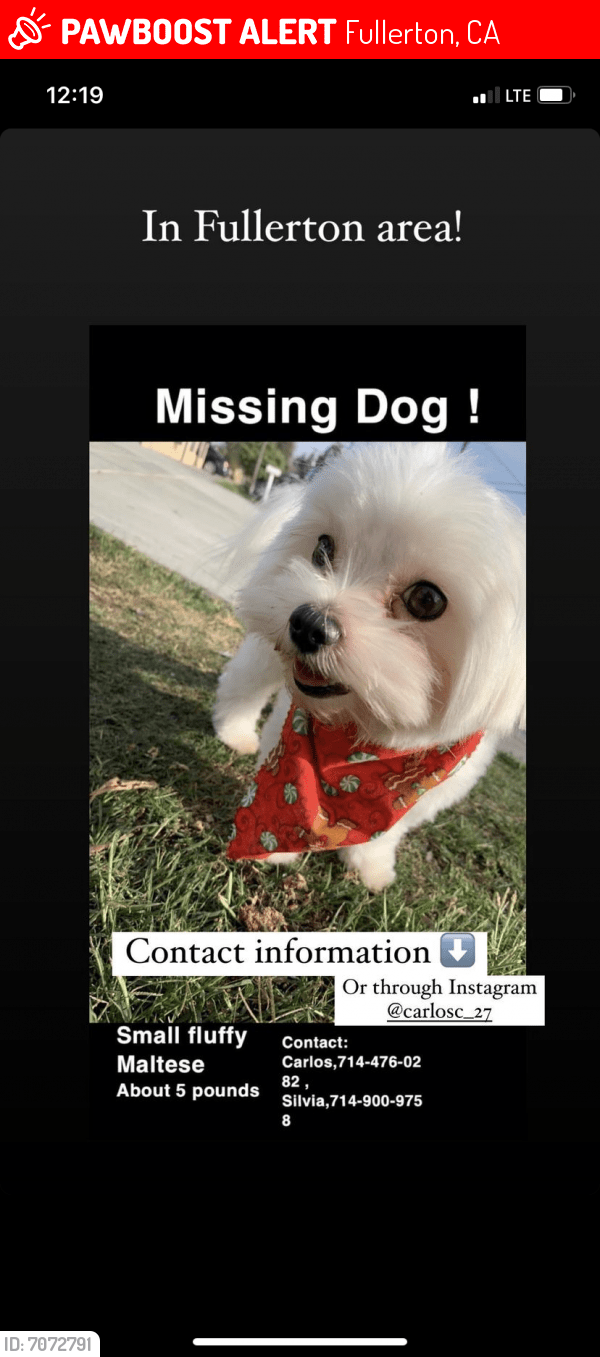 Lost Male Dog in Fullerton, CA 92831 Named Fluffy (ID 7072791) PawBoost