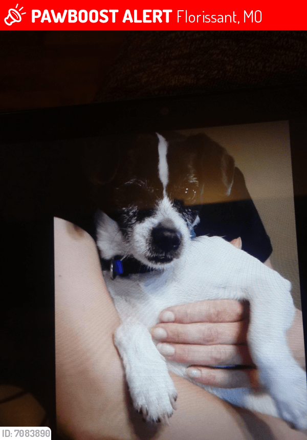 Lost Male Dog in Florissant, MO 63031 Named Chance (ID 7083890) PawBoost