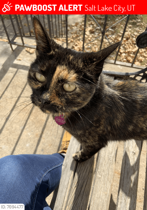 Lost Female Cat in Salt Lake City, UT 84102 Named Oscar (ID 7094477) PawBoost