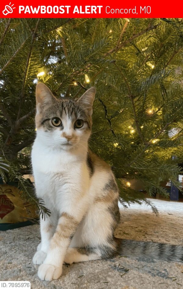 Lost Female Cat in Concord, MO 63123 Named Ginger (ID 7095976) PawBoost