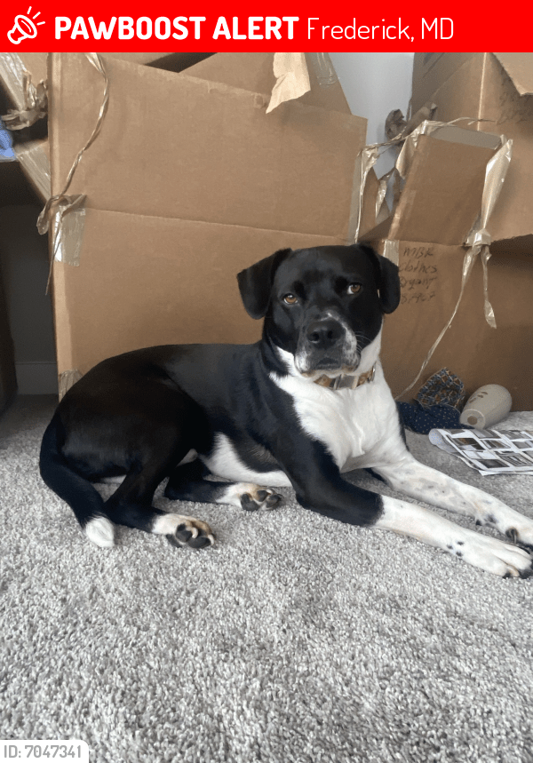 Lost Male Dog in Frederick, MD 21702 Named Baloo (ID 7047341) PawBoost