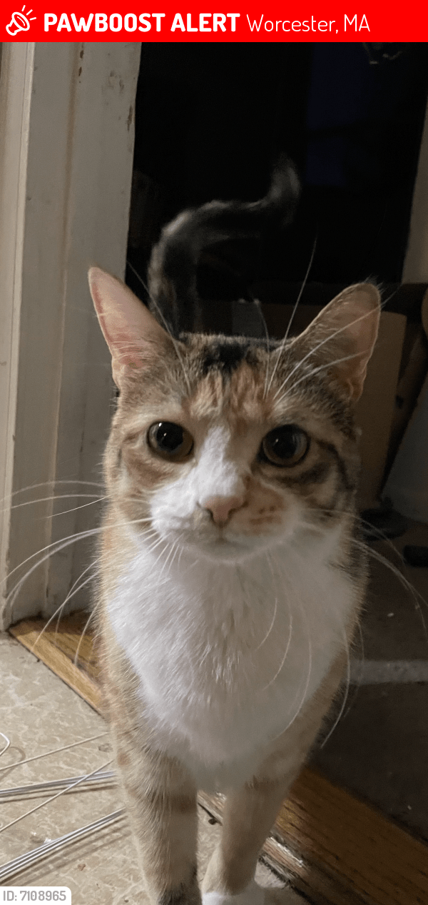 Lost Female Cat in Worcester, MA 01604 Named Kitkat (ID 7108965