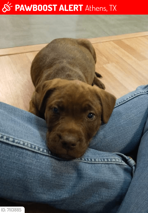 Lost Female Dog in Athens, TX 75778 Named Lillith (ID 7113885) PawBoost