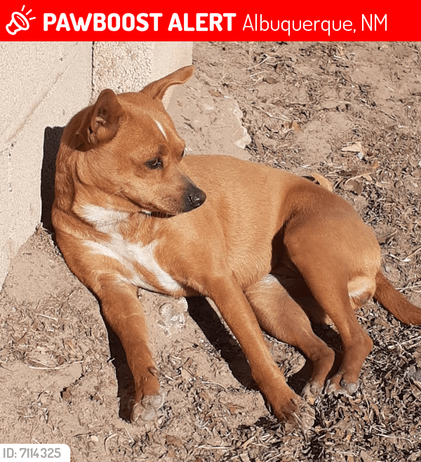Lost Female Dog in Albuquerque, NM 87121 Named Lili (ID