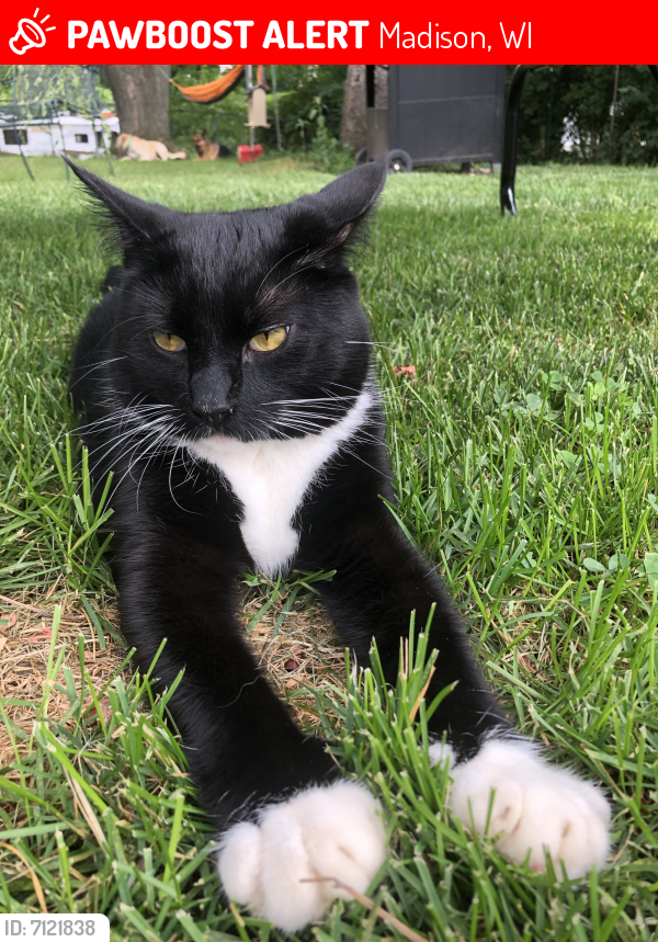 Lost Male Cat in Madison, WI 53713 Named Oreo (ID 7121838) PawBoost