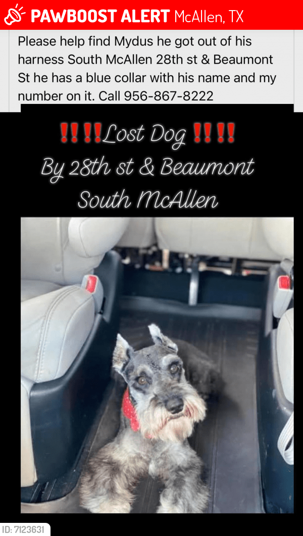Lost Male Dog in McAllen, TX 78501 Named Mydus (ID 7123631) PawBoost