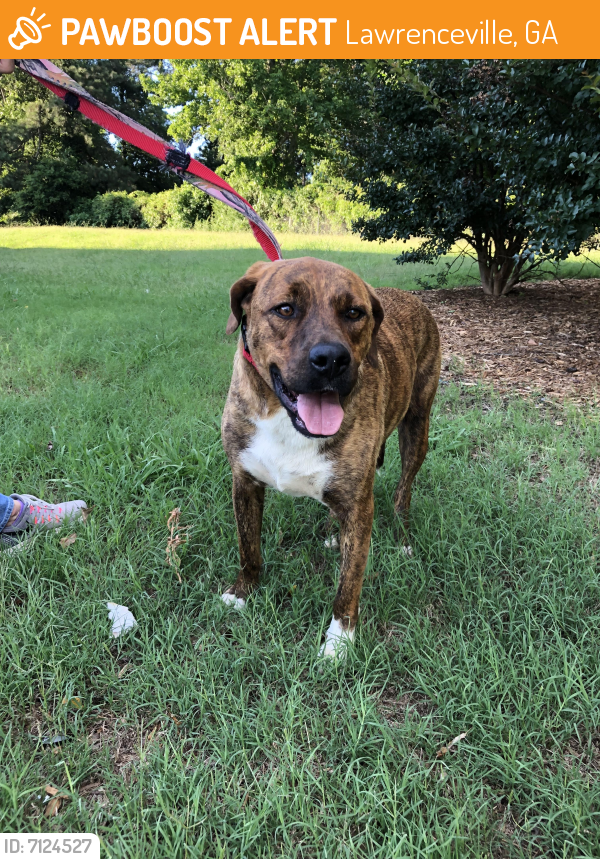 Rehomed Male Dog in Lawrenceville, GA 30045 (ID 7124527) PawBoost