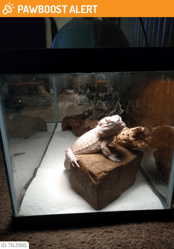 Found/Stray Reptile in Allendale Charter Township, MI