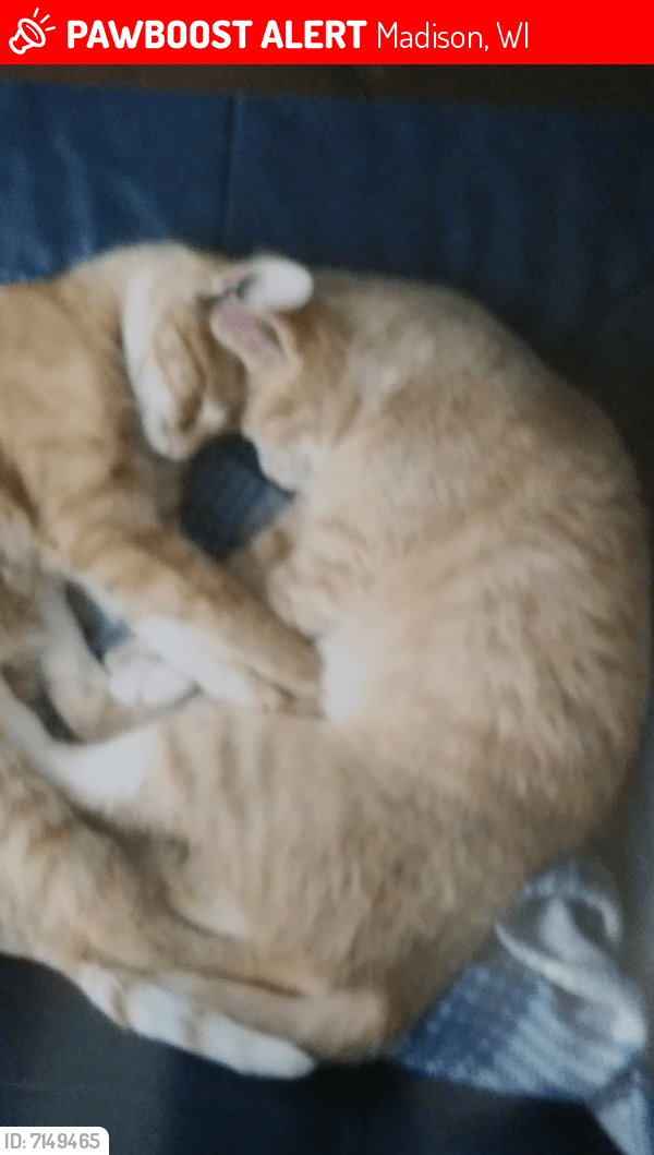 Lost Female Cat in Madison, WI 53714 Named Cheese (ID 7149465) PawBoost
