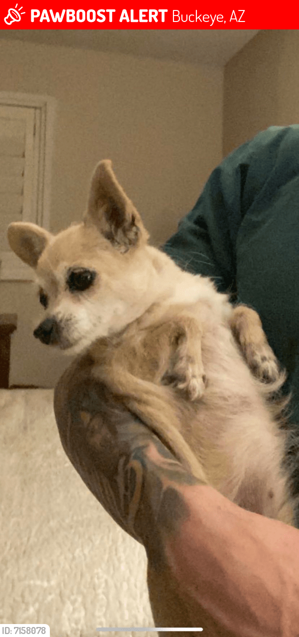 Lost Female Dog in Buckeye, AZ 85236 Named Gorda (ID 7158078) PawBoost