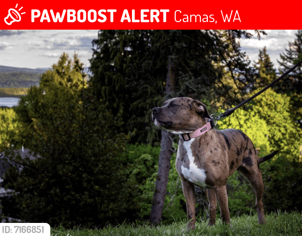 Lost Female Dog in Camas, WA 98607 Named Gigi (ID 7166851) PawBoost