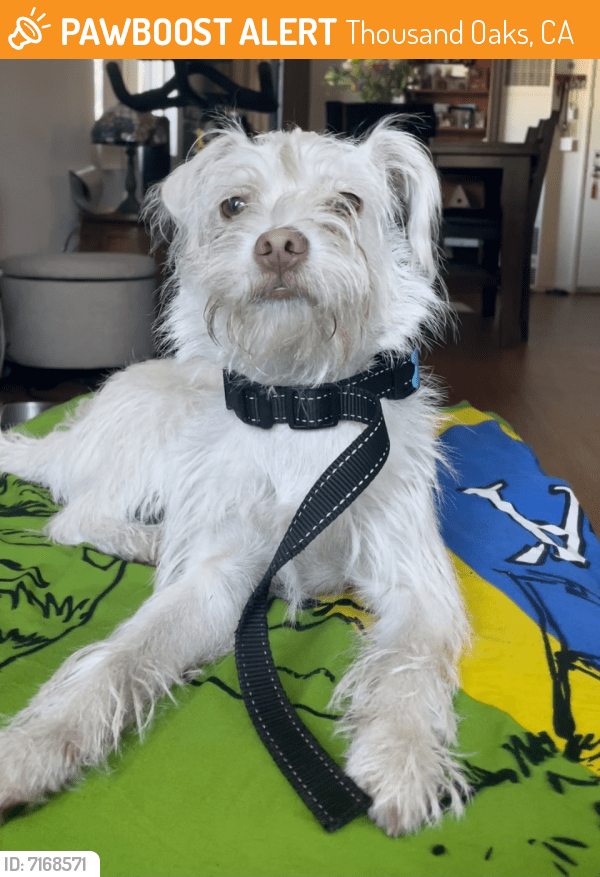 Found/Stray Female Dog in Thousand Oaks, CA 91361 (ID 7168571) PawBoost