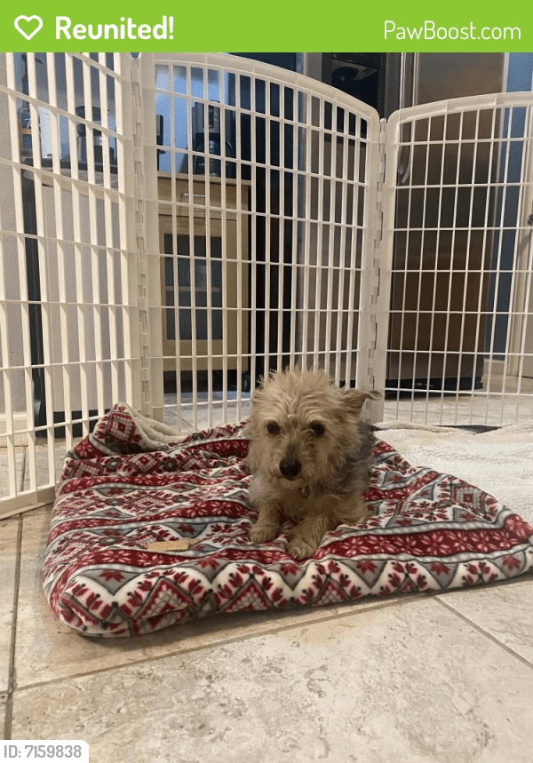 Reunited Male Dog in Lakewood, CO 80232 (ID 7159838