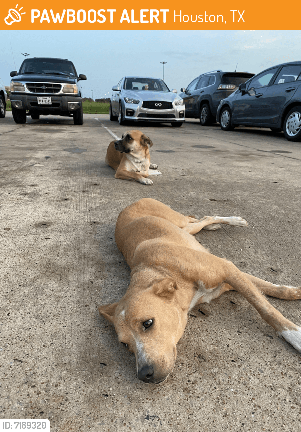 Found/Stray Male Dog in Houston, TX 77083 (ID 7189320) PawBoost