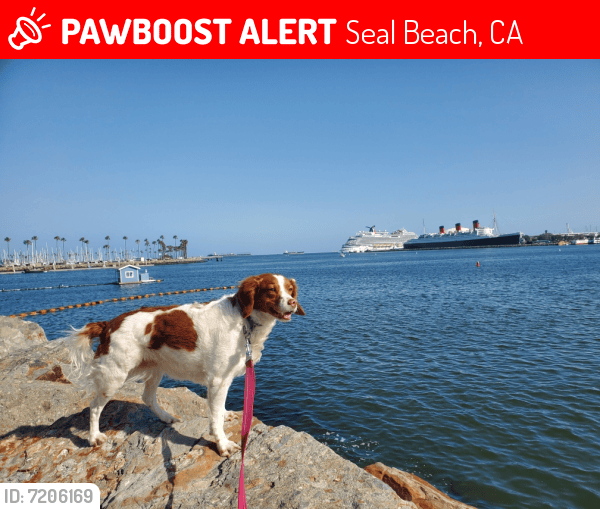 Lost Female Dog in Seal Beach, CA 90740 Named Lulu (ID 7206169) PawBoost