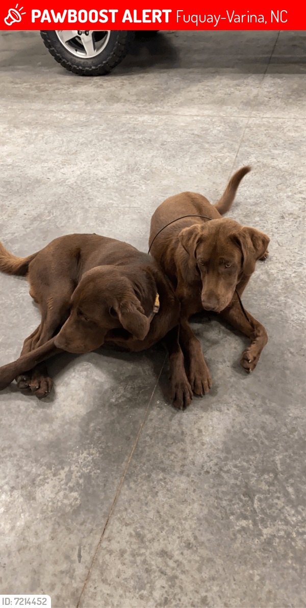 Lost Male Dog in FuquayVarina, NC 27526 Named Nash & Remi (ID 7214452